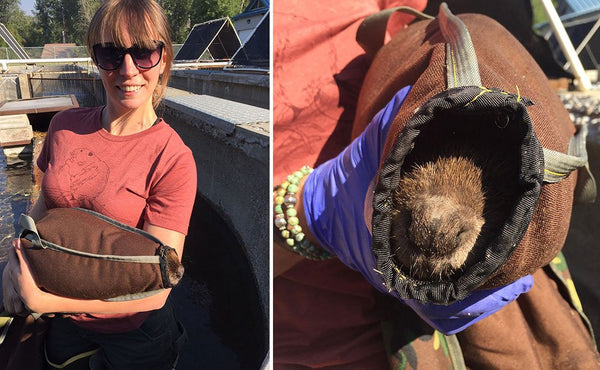 Two pictures, with a person holding a captured beaver on the left, and a close up of the beaver in the capture bag on the right.